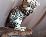 Кошки в других городах Свердловской области: Бенгальский котёнок Мальчик, Бесплатно - фото 4