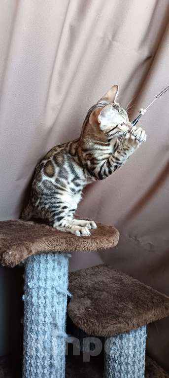 Кошки в других городах Свердловской области: Бенгальский котёнок Мальчик, Бесплатно - фото 4