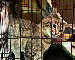 Кошки в Москве: Котёнок Звёздочка в добрые руки  Девочка, Бесплатно - фото 3