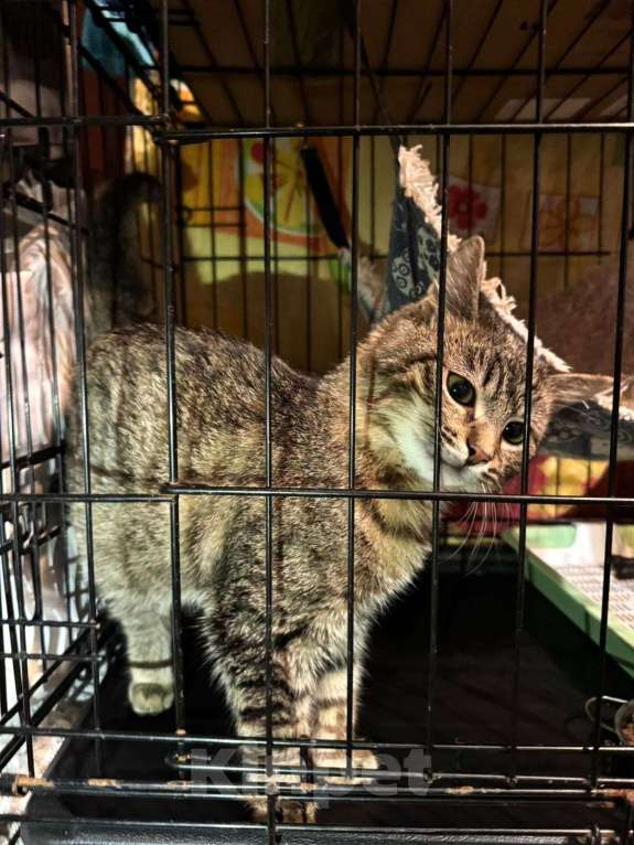 Кошки в Москве: Котёнок Звёздочка в добрые руки  Девочка, Бесплатно - фото 3