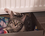 Кошки в Санкт-Петербурге: Маркиз ищет свой дворец  Мальчик, 1 руб. - фото 2