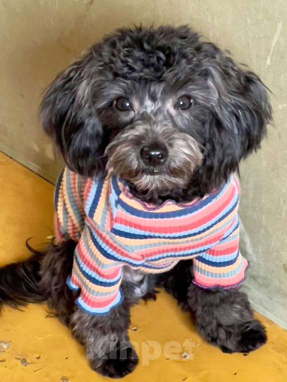 Собаки в Краснодаре: Два братика 🖤🩶 Мальтипу Ф1 Мальчик, 55 000 руб. - фото 3