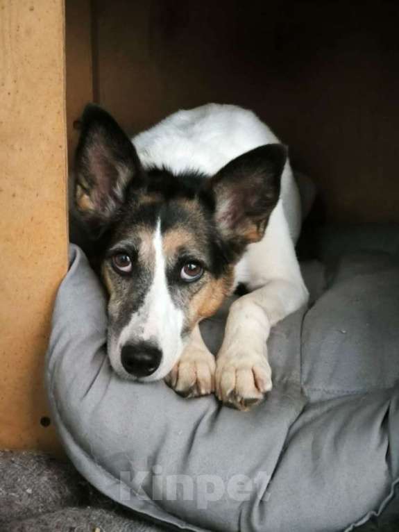 Собаки в Москве: Бэлла очень ждёт своего человека! Девочка, Бесплатно - фото 4