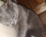 Кошки в Нижнем Новгороде: Кошка Девочка, Бесплатно - фото 1