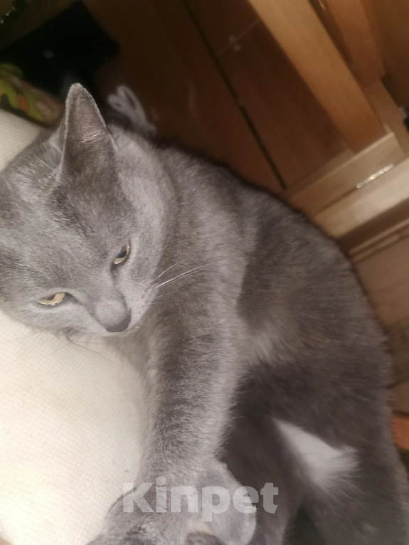 Кошки в Нижнем Новгороде: Кошка Девочка, Бесплатно - фото 1