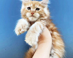 Кошки в Санкт-Петербурге: Кошечка красный мрамор на серебре  Девочка, 40 000 руб. - фото 1