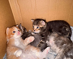 Кошки в Сарапуле: Котята Разнополые, Бесплатно - фото 8