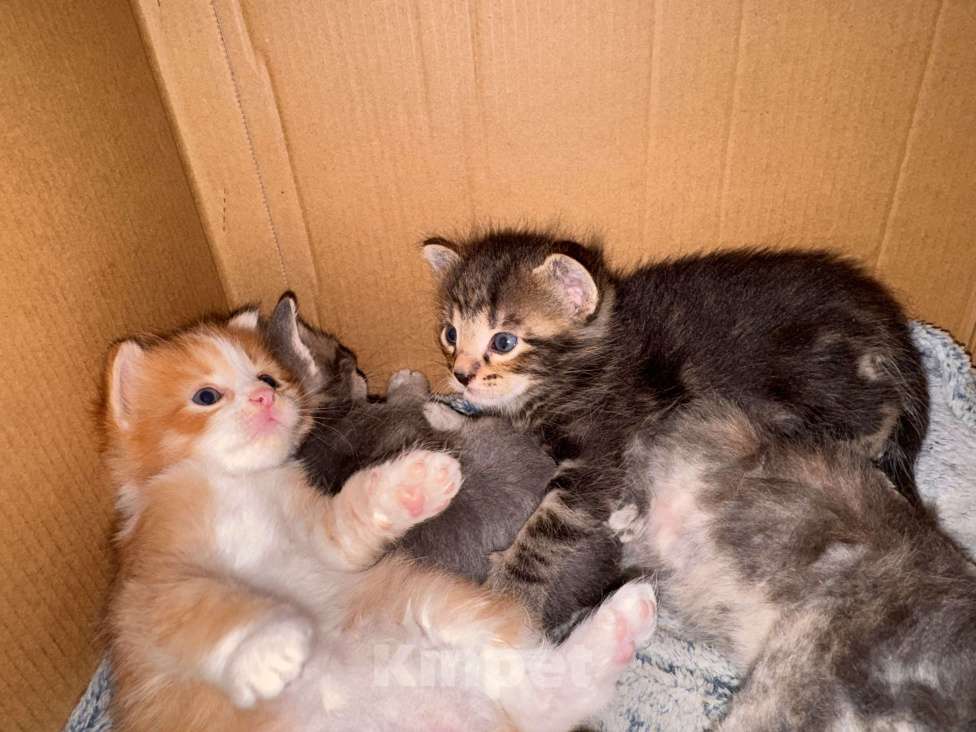 Кошки в Сарапуле: Котята Разнополые, Бесплатно - фото 8