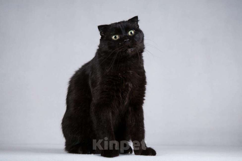Кошки в Москве: Чёрный вислоухий красавец кот Фауст Мальчик, Бесплатно - фото 7