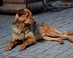 Собаки в Санкт-Петербурге: Роскошный, грозный внешне, мягкий внутри пёс Мальчик, Бесплатно - фото 7