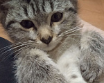 Кошки в Жуковском: Кошечка Яся  Девочка, 10 руб. - фото 4