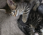 Кошки в Туле: Котята в добрые руки Мальчик, Бесплатно - фото 4