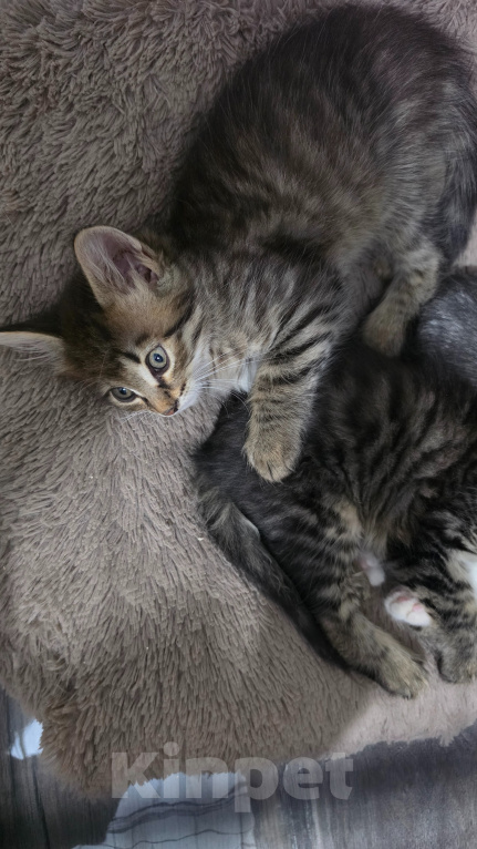 Кошки в Туле: Котята в добрые руки Мальчик, Бесплатно - фото 4