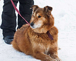 Собаки в Москве: Рыжая пушистая собака-красавица Леди в добрые руки Девочка, 1 руб. - фото 3