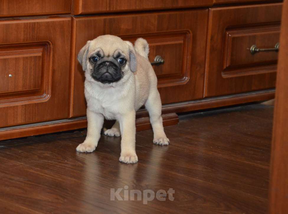 Собаки в Твери: Малышка мопса Девочка, 40 000 руб. - фото 4