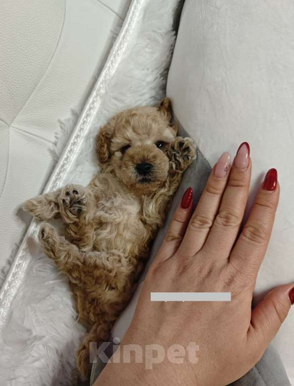 Собаки в Москве: Той пудель  Мальчик, 65 000 руб. - фото 2