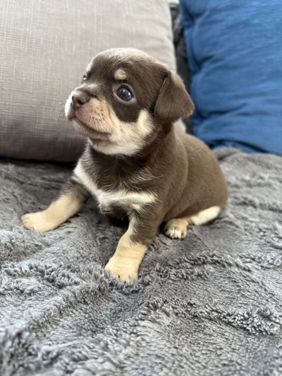 Собаки в других городах Московской области: Мальчик чихуахуа Генрих Мальчик, 60 000 руб. - фото 5