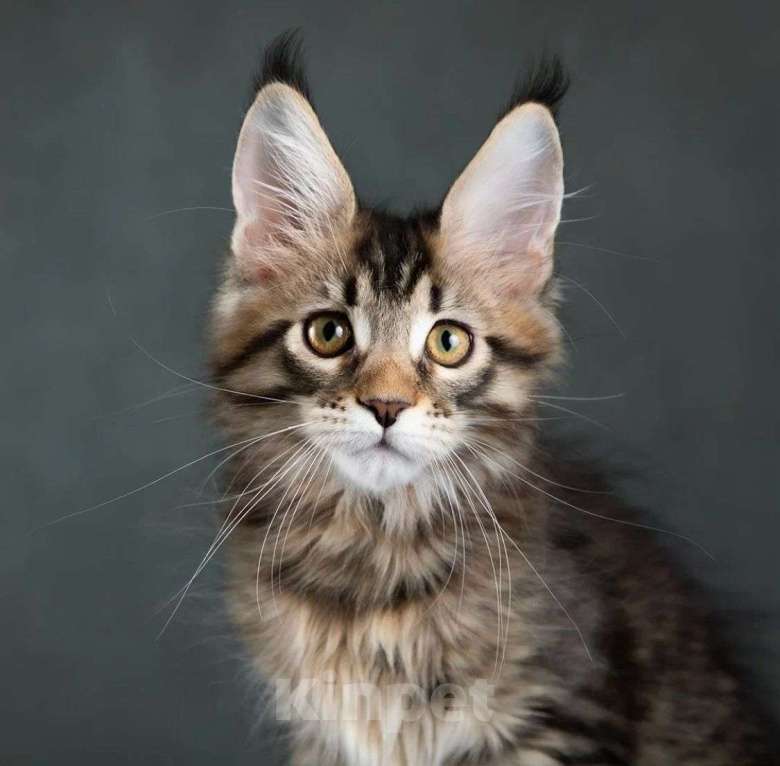 Кошки в Москве: котята мейн кун Девочка, Бесплатно - фото 4