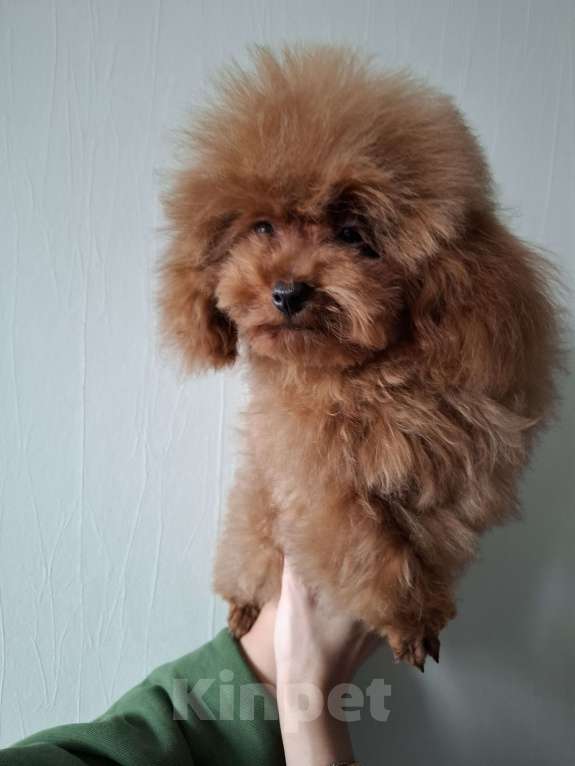 Собаки в Москве: Теди пудель Мальчик, 150 000 руб. - фото 3