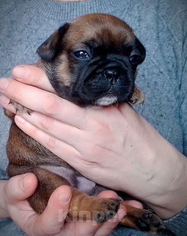 Собаки в Москве: Щенки французики Разнополые, 25 000 руб. - фото 1