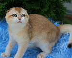 Кошки в Волгодонске: Котёнок Британский Девочка, Бесплатно - фото 1