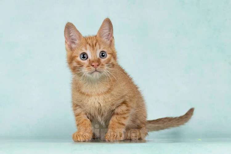 Кошки в Москве: Кото-девочки Ницу и Трес, ласковые солнышки в добрые руки Девочка, 10 руб. - фото 6