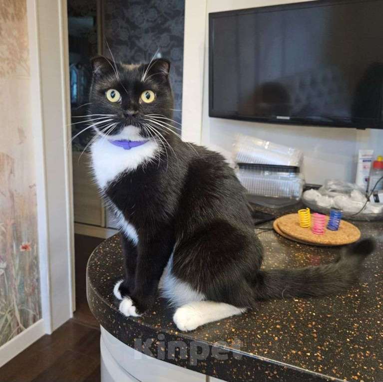 Кошки в Москве: Фигаро вернули на следующий день после пристройсва 💔 Мальчик, Бесплатно - фото 3