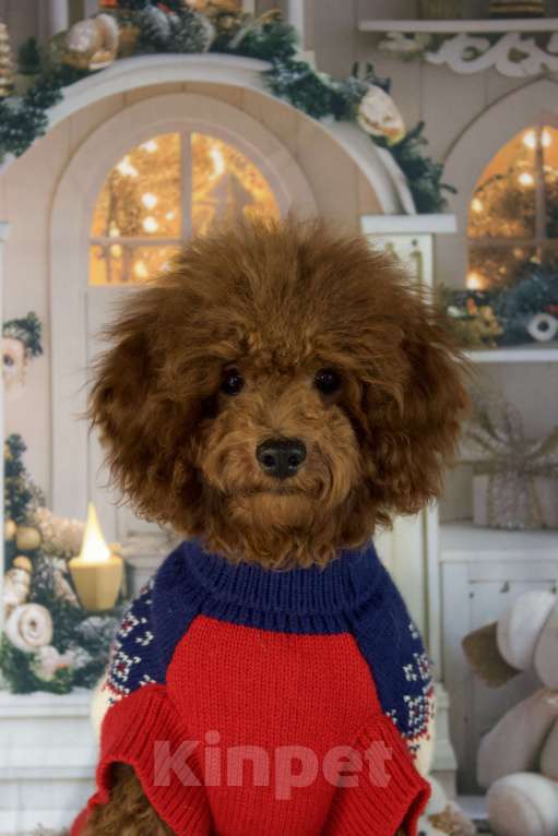 Собаки в Балашихе: Анабель девочка той-пудель Тедди  Девочка, 90 000 руб. - фото 6