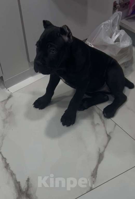 Собаки в Москве: Щенок кане-корсо Девочка, 80 000 руб. - фото 3