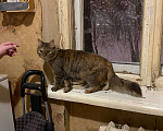 Кошки в Москве: Кошка ищет дом Девочка, 1 руб. - фото 4