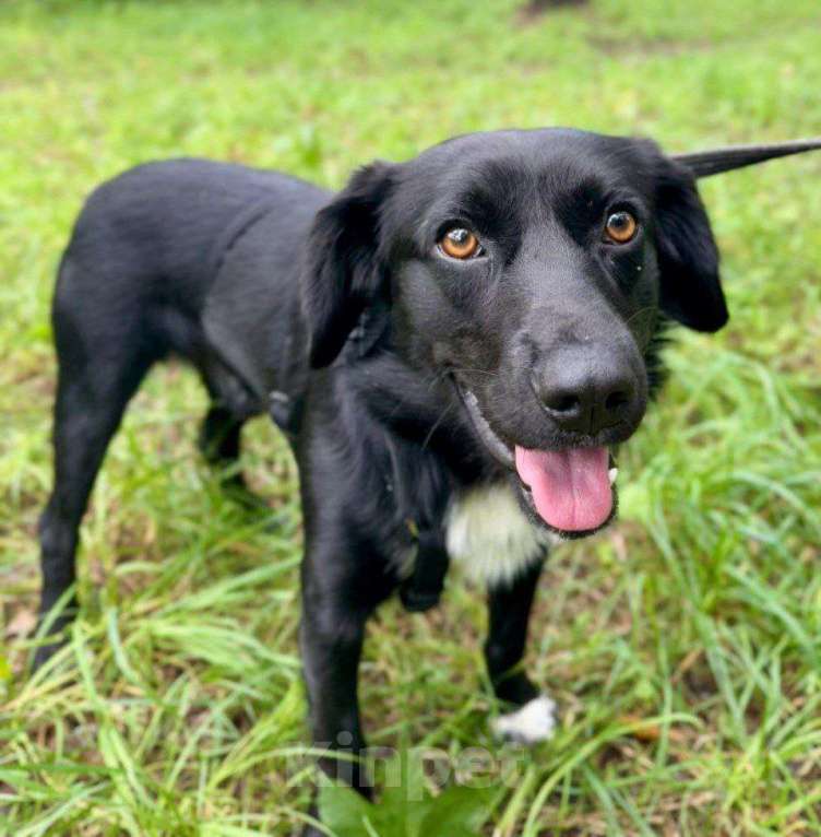Собаки в Москве: Метис спаниеля. Выпуск на улицу через неделю Мальчик, Бесплатно - фото 2