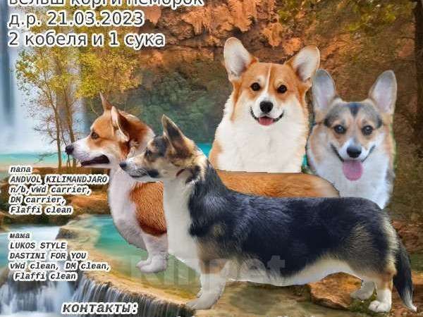 Собаки в Москве: Яссон Мальчик, 100 000 руб. - фото 5