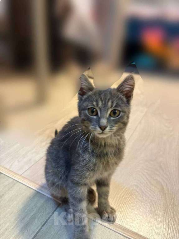 Кошки в других городах Московской области: В добрые руки — маленький котёнок ищет дом! (Очень ласковый) Мальчик, Бесплатно - фото 6