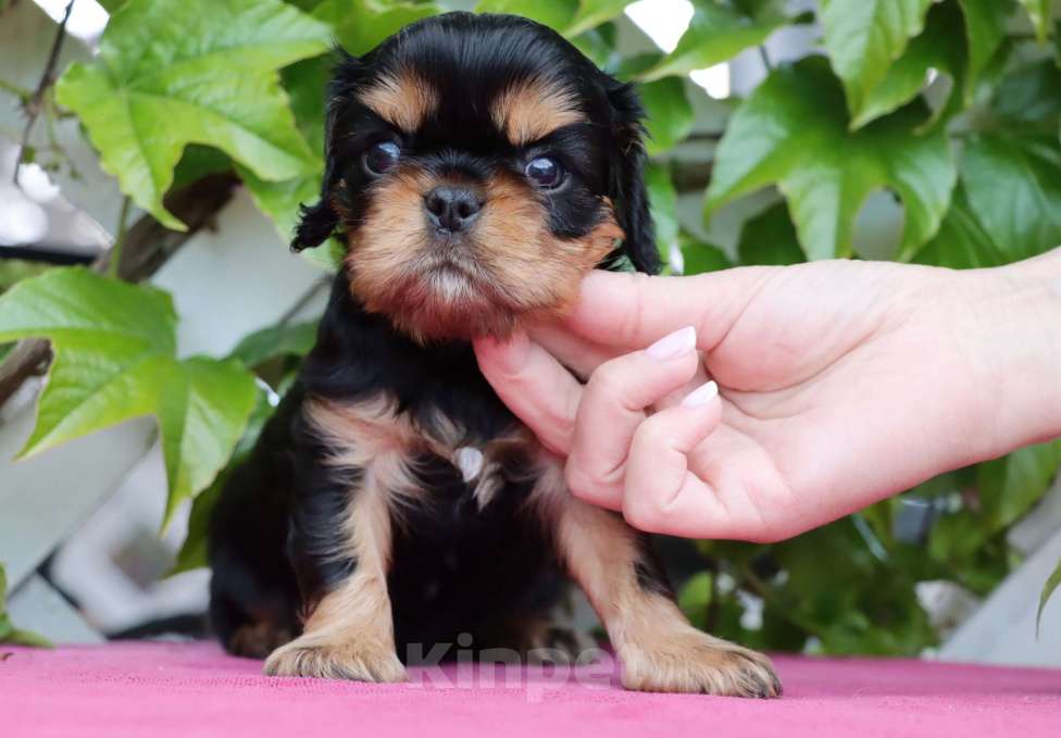 Собаки в Балашихе: Джекпотик ЧП Мальчик, Бесплатно - фото 3