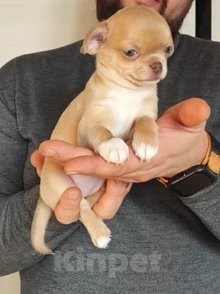 Собаки в Саратове: Шенок Чихуахуа девочка Девочка, 50 000 руб. - фото 2