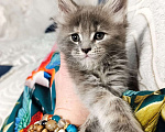 Кошки в Воронеже: Очаровательная девочка котенок Мейн кун Девочка, 25 000 руб. - фото 1