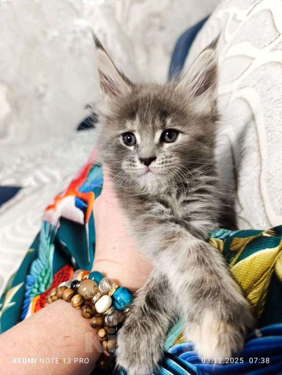 Кошки в Воронеже: Очаровательная девочка котенок Мейн кун Девочка, 25 000 руб. - фото 1