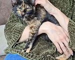 Кошки в Москве: Котёнок Торти в добрые руки  Девочка, Бесплатно - фото 3