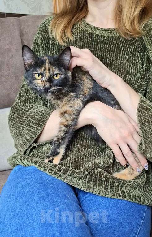 Кошки в Москве: Котёнок Торти в добрые руки  Девочка, Бесплатно - фото 3