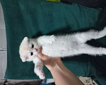 Кошки в Павловском Посаде: Шотландские вислоухие  и прямоухие котята Разнополые, 5 000 руб. - фото 3