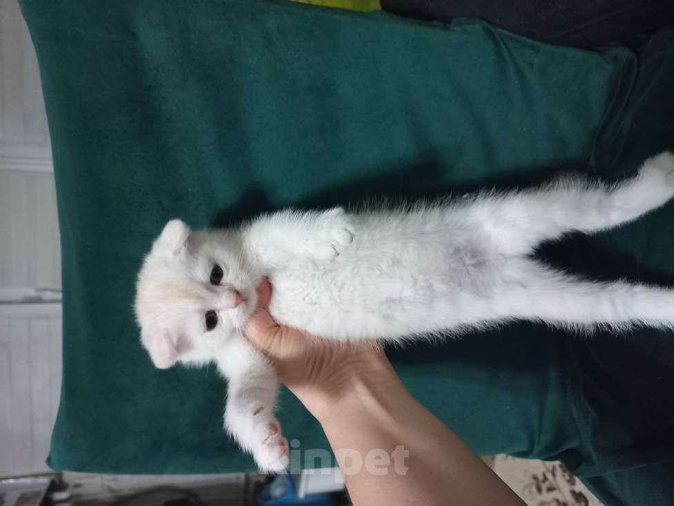 Кошки в Павловском Посаде: Шотландские вислоухие  и прямоухие котята Разнополые, 5 000 руб. - фото 3