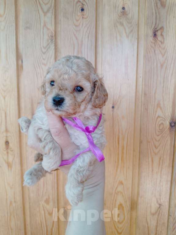 Собаки в Новосибирске: Щенки пуделя Разнополые, 30 000 руб. - фото 3