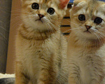 Кошки в Клине: Котята, 10 000 руб. - фото 2