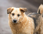 Собаки в Раменском: Кузя в поисках семьи! Мальчик, Бесплатно - фото 5