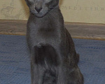 Кошки в Краснодаре: Ориентальный котенок Мальчик, 15 000 руб. - фото 6