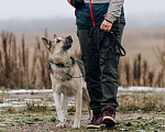 Собаки в Москве: Дрессированная овчарка в добрые руки Девочка, Бесплатно - фото 2