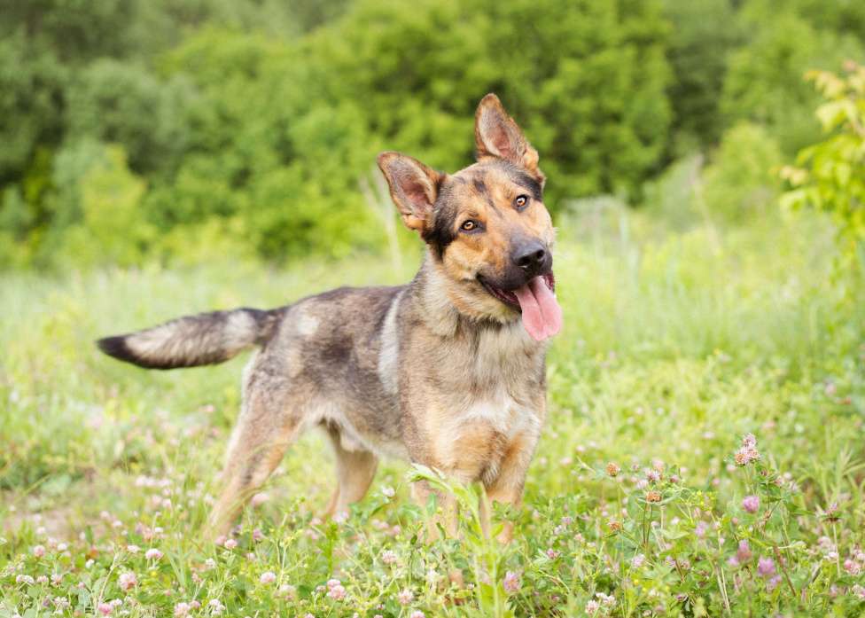 Собаки в Москве: Гоша, метис овчарки, молодой контактный мальчик Мальчик, Бесплатно - фото 5