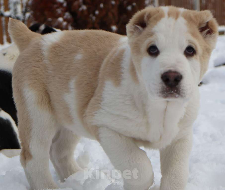 Собаки в Краснодаре: Щенок САО Мальчик, 35 000 руб. - фото 5