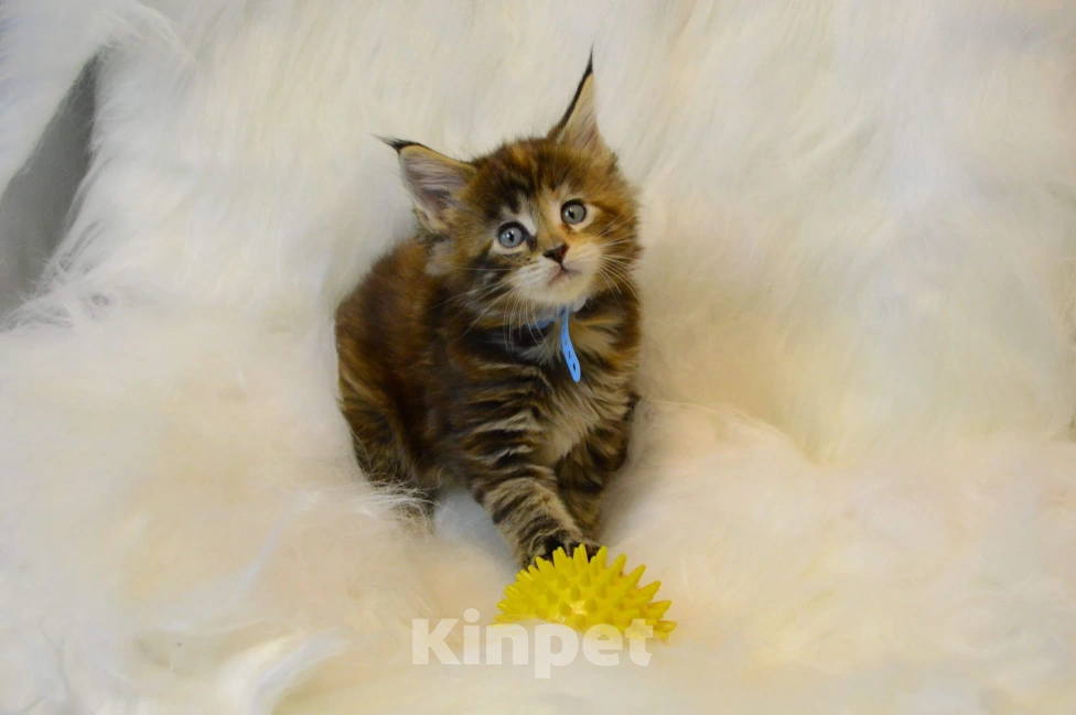 Кошки в Барнауле: котенок мейн кун  Девочка, Бесплатно - фото 1