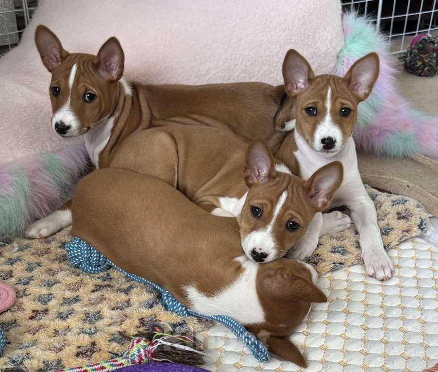 Собаки в Котласе: Щенки Басенджи Разнополые, 50 000 руб. - фото 2